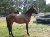 For Sale or Lease - Hala Bek 2yo Colt